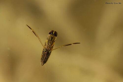 Anisops Insect Anisops elstoni · iNaturalist