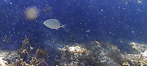 Diplodus argenteus
