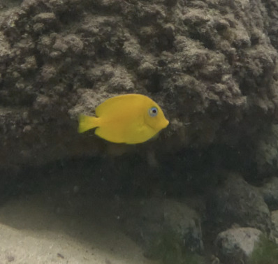 Acanthurus coeruleus
