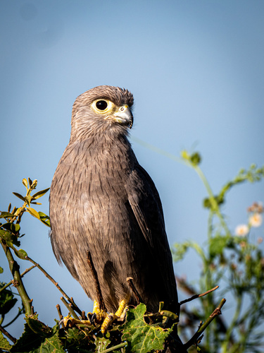 Gray Kestrel