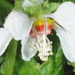 Blumenbachia hieronymi - Photo 由 Alicia Sersic 所上傳的 (c) Alicia Sersic，保留所有權利