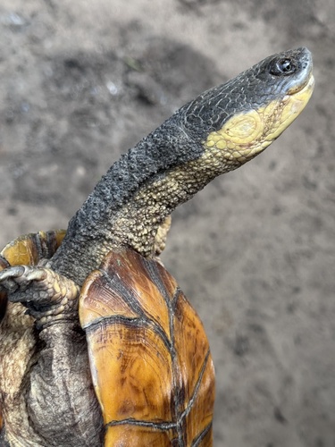 Big-headed Pantanal Swamp Turtle