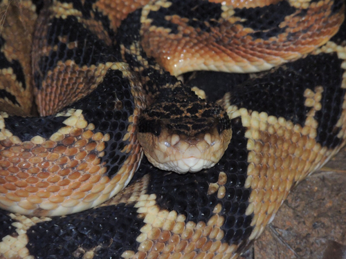 Atlantic Forest bushmaster