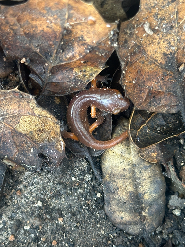 iNaturalist observation photo of Monterey Ensatina