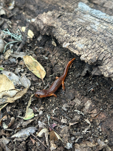 iNaturalist observation photo of Monterey Ensatina