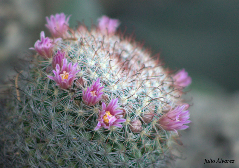 Mammillaria jaliscana  iNaturalist
