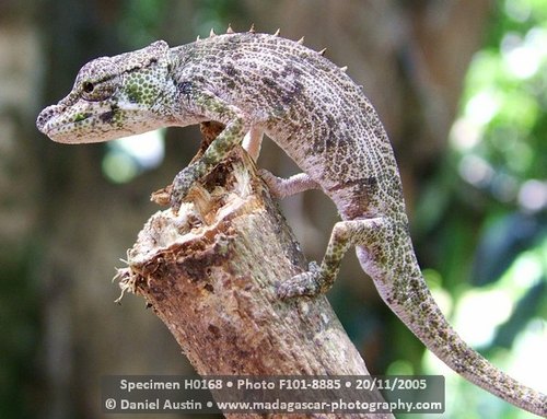 Vohibola Forest Chameleon