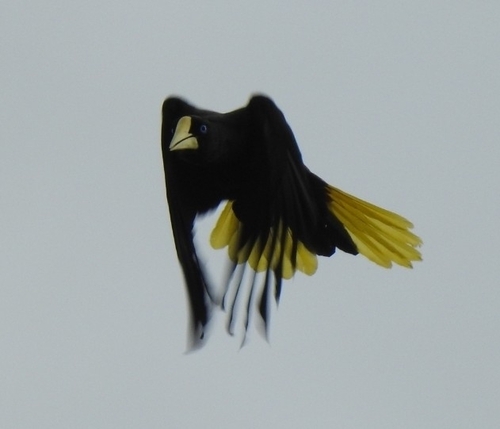 Crested Oropendola