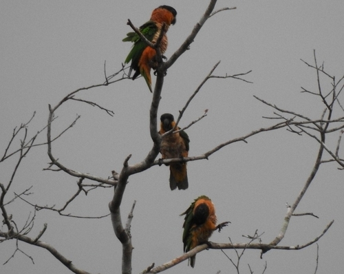 Black-headed Parrot