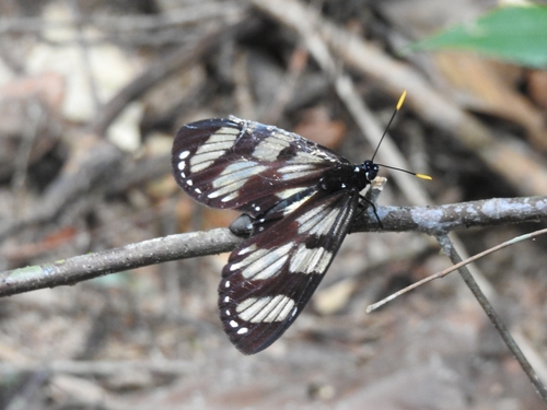 Prometheus heliconioides