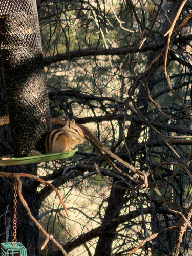 Gray-collared Chipmunk observed by mjaylau