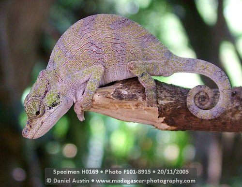 Vohibola Forest Chameleon