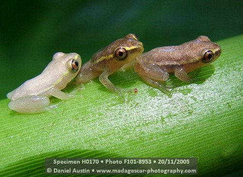 Blue-back Reed Frog