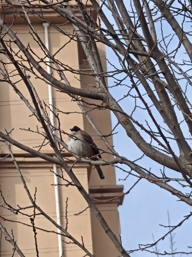 Brown-breasted Bulbul