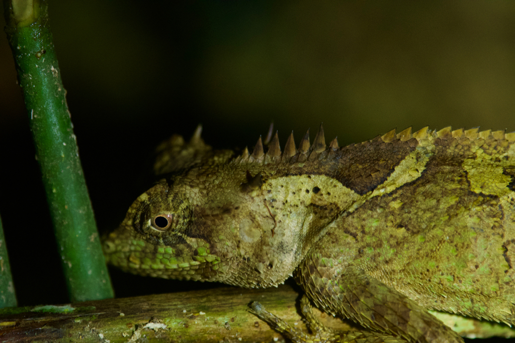 Scale-bellied Tree Lizard from 中国云南省西双版纳傣族自治州勐腊县 on August 10, 2017 at ...