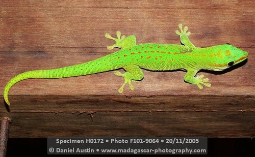 Madagascar Day Gecko