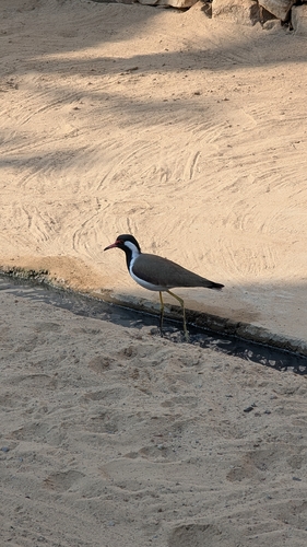 Red-wattled Lapwing