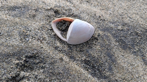 Crassula aequilatera