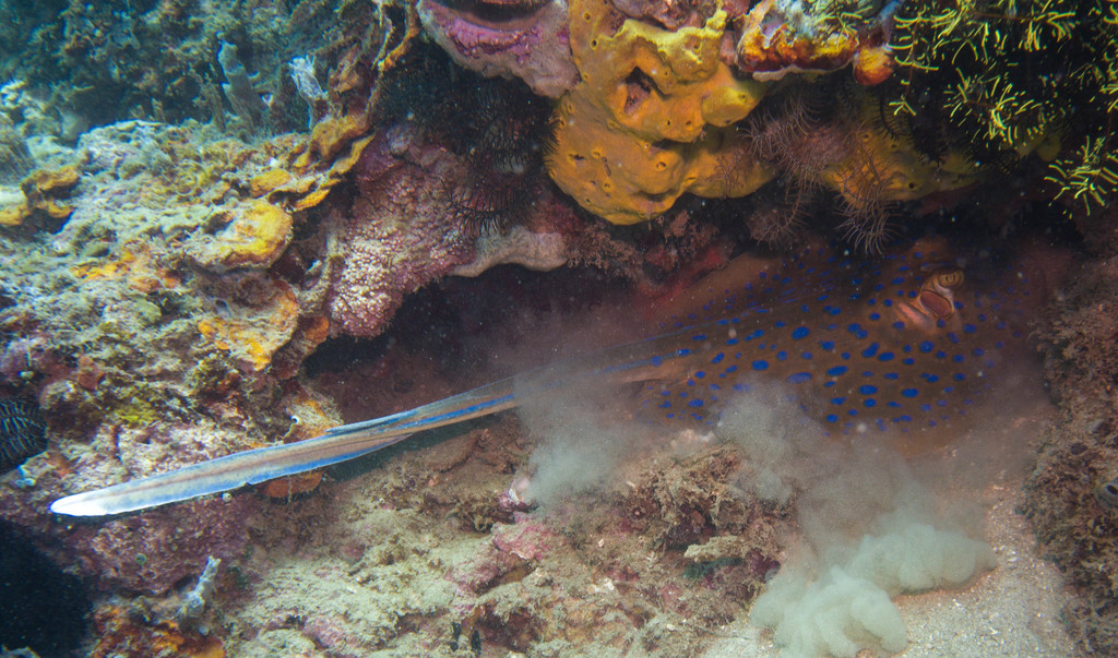 Bluespotted ribbontail ray