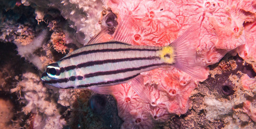 Fiveline Cardinalfish