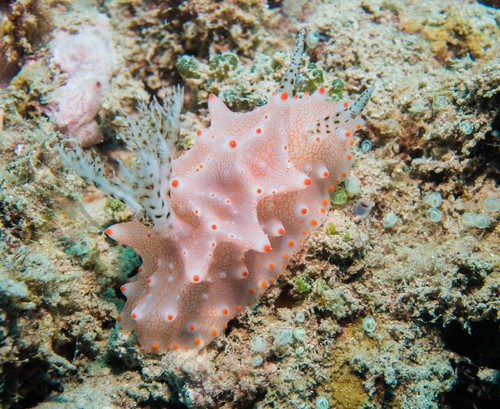 Batangas Halgerda — seen at this dive site