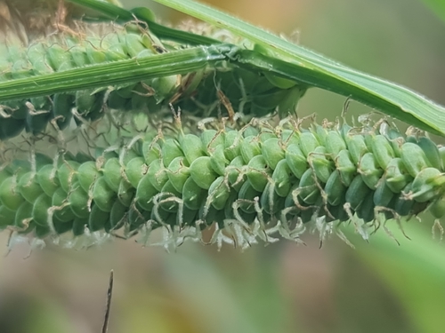 Carex phacota