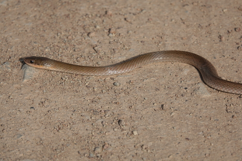 Yellow-bellied Liophis