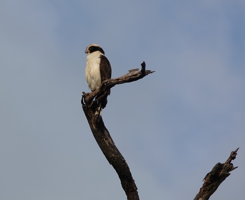 Laughing Falcon