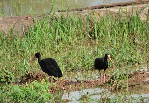 Bare-faced Ibis