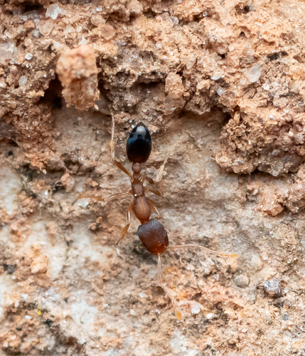 Monomorium wroughtoniMonomorium wroughtoni