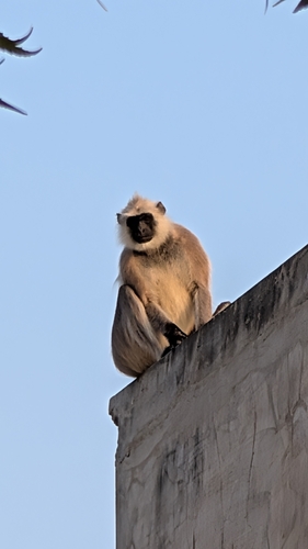 Bengal Sacred Langur