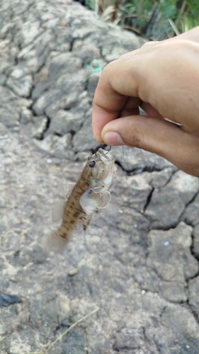 Acentrogobius viridipunctatus