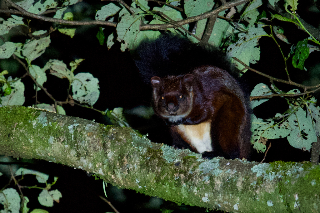 White-bellied Giant Flying Squirrel