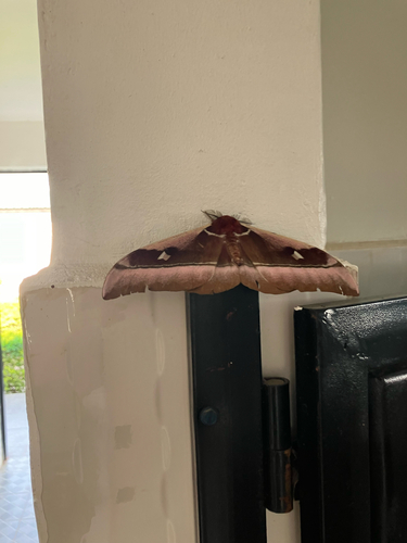 Cabbage Tree Emperor