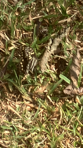 Citrus Swallowtail