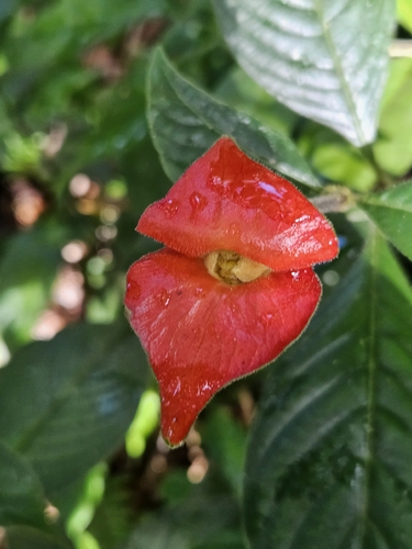 sore-mouth bush