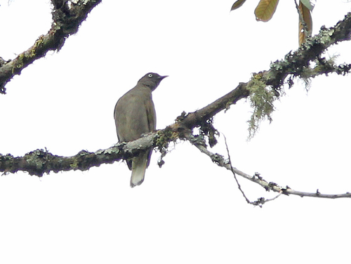 Subspecies Baeopogon indicator indicator · iNaturalist