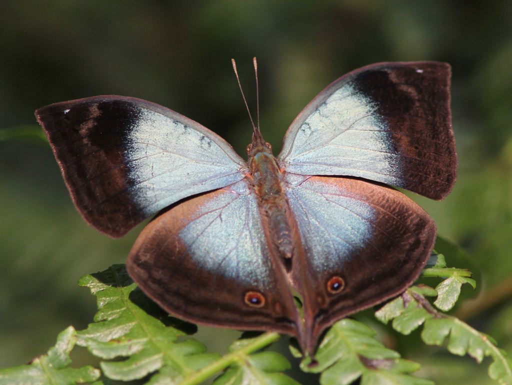 Saturnia Josephinae, la mariposa con falsos ojos en las alas