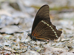 Papilio sosia image