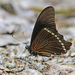Papilio sosia - Photo (c) David Beadle, כל הזכויות שמורות, הועלה על ידי David Beadle
