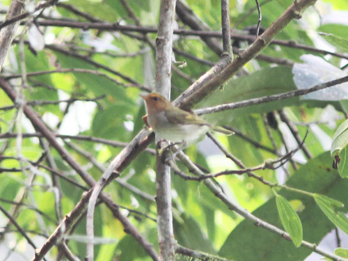 Subspecies Phylloscopus laetus laetus · iNaturalist