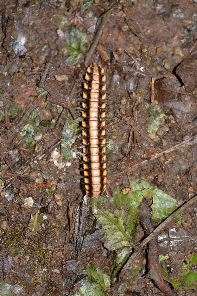 Python Millipede from Alajuela, San Ramón, Costa Rica on January 28 ...