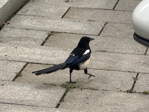 Oriental Magpie