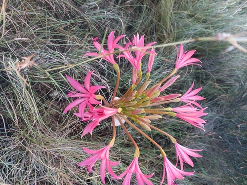Eastern Candelabra
