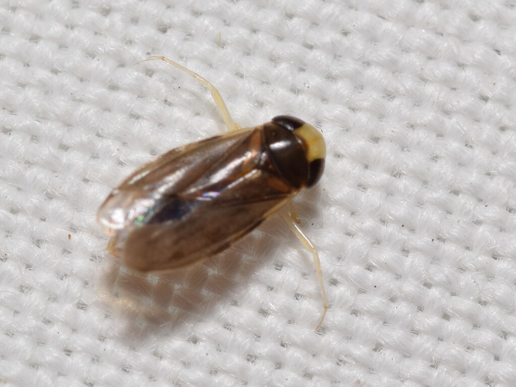 Mnb Insect Micronecta from Queanbeyan NSW, Australia on February 4, 2026 at 08:58 ...