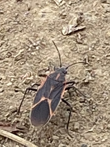Eastern Boxelder Bug