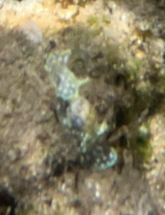 Micromelo undatus