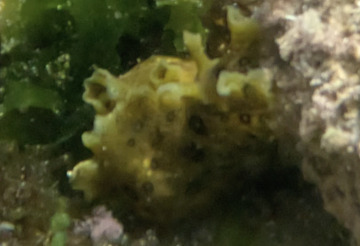 Aplysia dactylomela