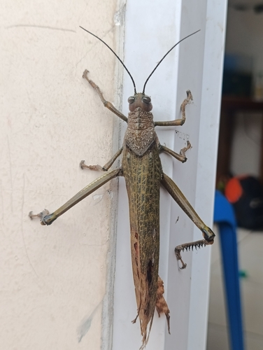 giant red-winged grasshopper