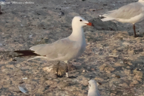 Avistamiento Gaviota de Audouin